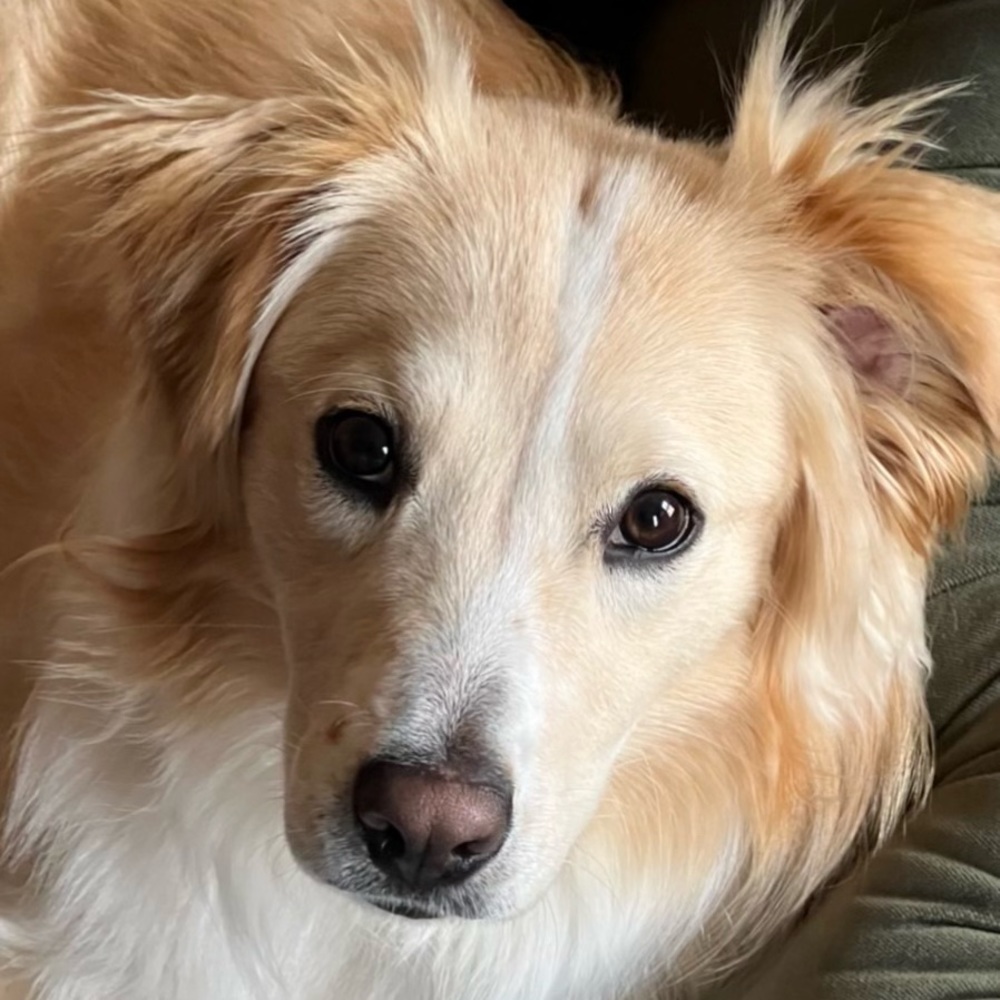 Cantabrigian Water Dog